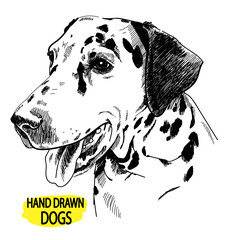 Young dalmatian. Spotted dog. Drawing by hand in vintage style.