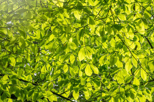Sunlight through green leaves. Oriental beech, Fagus orientalis.