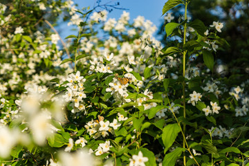 Blooming white flowers of a jasmine bush. Butterflies on white flowers. Butterflies pollinate flowers.
