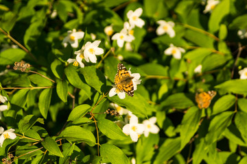 Blooming white flowers of a jasmine bush. Butterflies on white flowers. Butterflies pollinate flowers.