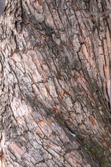The texture of the bark of an old apple tree