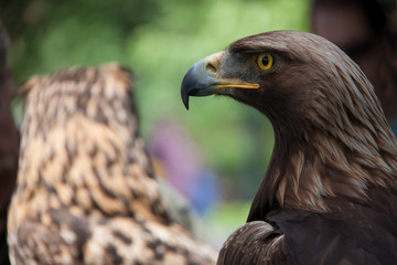 Steinadler