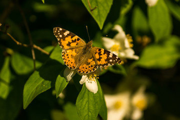 Blooming white flowers of a jasmine bush. Butterflies on white flowers. Butterflies pollinate flowers.