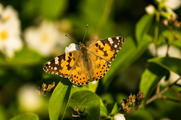 Obraz premium Blooming white flowers of a jasmine bush. Butterflies on white flowers. Butterflies pollinate flowers.