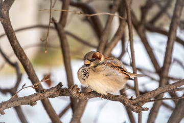 Sparrow sits on a branch among autumn yellow leaves.