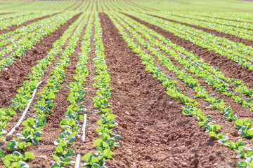Field of green and fresh lettuce. agriculture concept