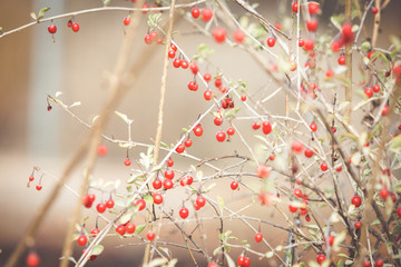 Red ripe goji berries on a branch