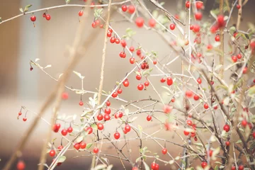 Fotobehang Red ripe goji berries on a branch © 2207918