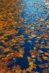 Multi-colored maple leaves on wet asphalt in perspective. Beautiful background of autumn leaves. A road strewn with withered leaves