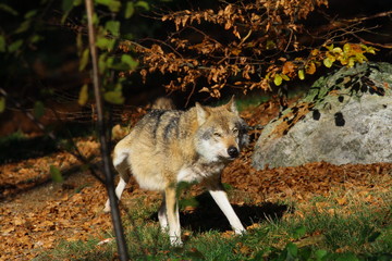 wolf