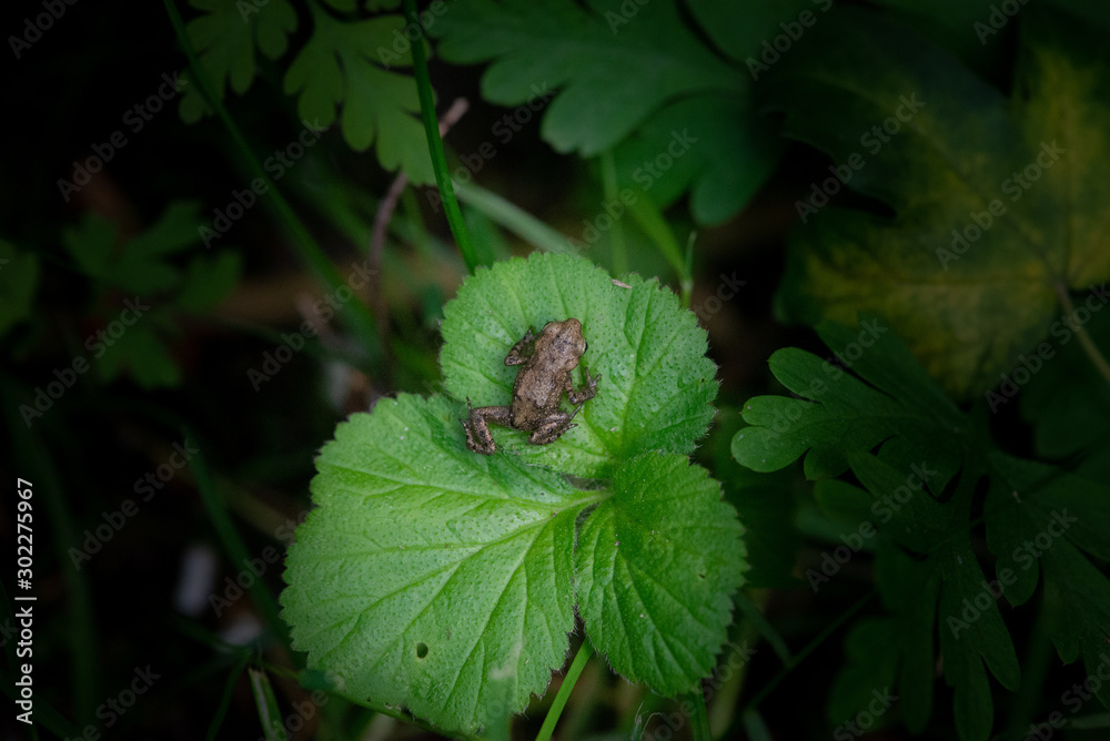 Wall mural baby frog climbing on leave