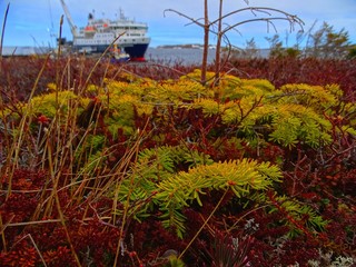 Am&eacute;rique du Nord, Canada, province de Qu&eacute;bec, Basse-C&ocirc;te-Nord, toundra au bord du Saint-Laurent