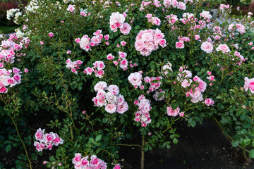 Blooming in the garden of pink and red decorative roses. Pink and red roses bloom in the park.