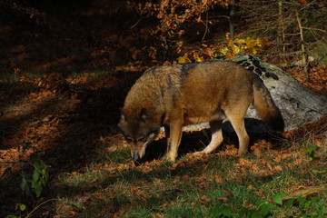 Fototapeta premium wolf