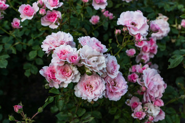Obraz na płótnie Canvas Blooming in the garden of pink and red decorative roses. Pink and red roses bloom in the park.