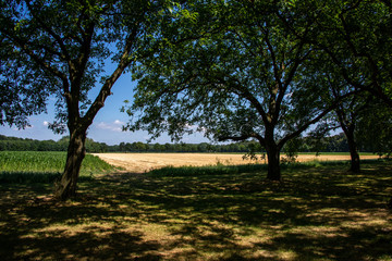 Fototapeta na wymiar field of wheat through trees