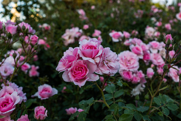 Blooming in the garden of pink and red decorative roses. Pink and red roses bloom in the park.