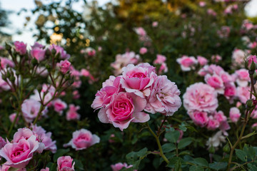 Blooming in the garden of pink and red decorative roses. Pink and red roses bloom in the park.