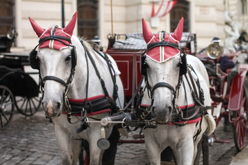 Caballos para carruaje en Viena