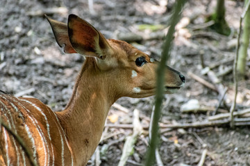 Kudu Young - Portrait