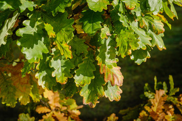 Closeup of Oak trees leaves turning into Autumn colors. Multi-color oak foliage.