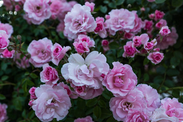 Blooming in the garden of pink and red decorative roses. Pink and red roses bloom in the park.