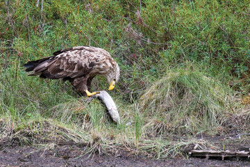 sea eagle in its habitat