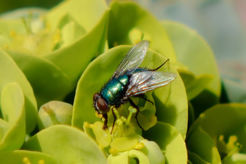 Schmeißfliege auf Wolfsmilch