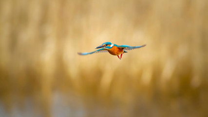 Flying colorful Kingfisher. Yellow nature background. Bird: Common Kingfisher. Alcedo atthis.