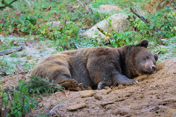 braunbär