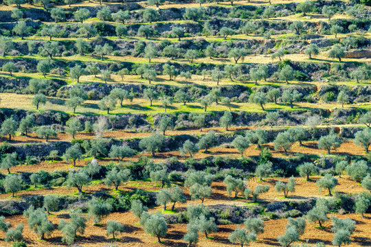 Terraced olive groves in Wadi Al-Dileb near Ramallah, Ramallah and al-Bireh Governorate, West Bank, Palestine.