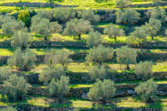 Terraced olive groves in Wadi Limoon near the Palestinian village of Aboud, Ramallah and al-Bireh Governorate, West Bank, Palestine