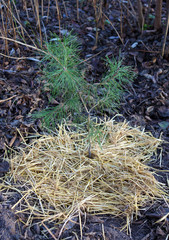 Straw used as mulch