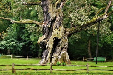 Rus - Around seven hundred years old oak tree at rogalin village palace and monumental oaks park. Poland ( protected nature )