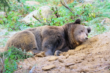 braunbär