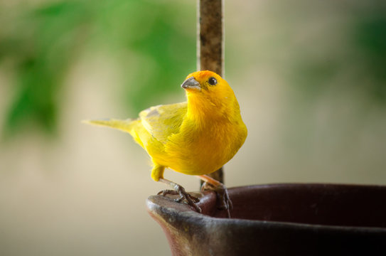 P&aacute;jaro vecino 