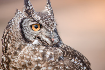 A closeup of an African spotted owl (Africanus Bubo) staring intently into the distance
