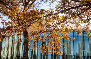 Autumn yellow trees and glass building with reflections