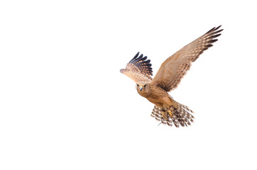 A rescued lanner falcon (Falco biarmicus) hovering in the sky against a white background. Birds of Prey rescue centre, South Africa