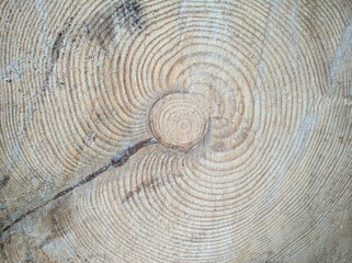 Fototapeta premium Felling of a tree, log, firewood. Lumberjack. Background of wood. Sawn pine. Natural tree bark..Background of hewed smooth wooden logs. Cut wood texture. Stock of firewood to the winter.