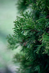  green fir tree