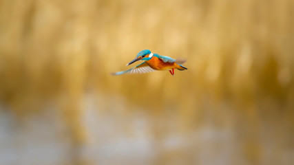 Flying colorful Kingfisher. Yellow nature background. Bird: Common Kingfisher. Alcedo atthis.