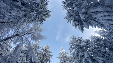 snow covered trees and sky