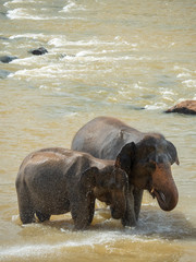 2 elephants under the rain - obrazy, fototapety, plakaty