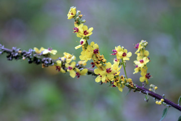 Schwarze Königskerze