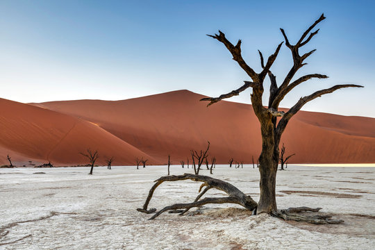 Old dead trees with Big Daddy dune behind, Deadvlei, Namib-Naukluft National Park, Sesriem, Namibia