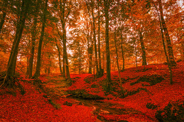 Indian Summer