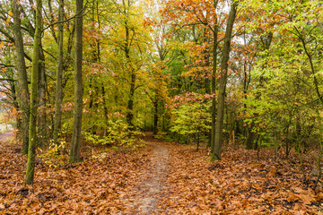 Walking trail through beautiful autumn colors in the forest