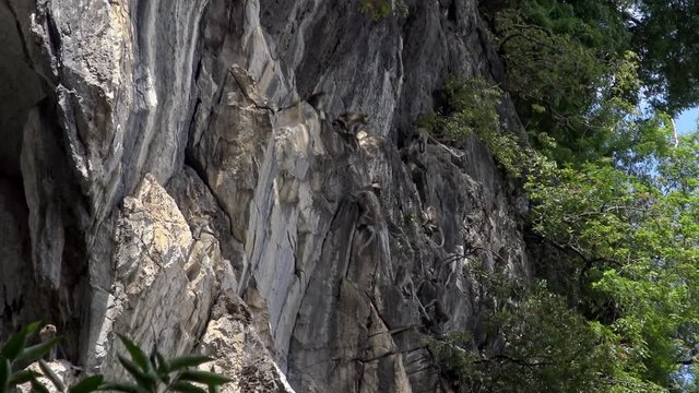4K, Asian monkey climbing on wall of rocky mountains near Batu Caves temple. Wild macaca fascicularis also known as the long-tailed macaque in the forest with natural background of Malaysia.-Dan