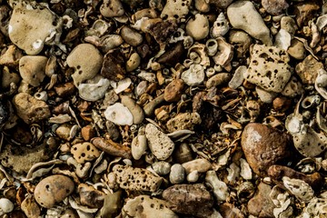 Shells on the Mumbai beach